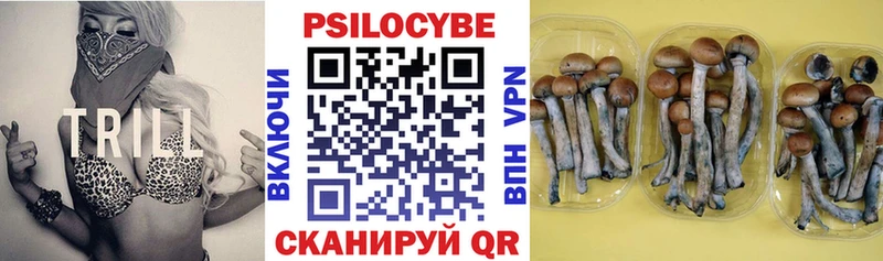 кракен вход  цены   Гагарин  Псилоцибиновые грибы Magic Shrooms 